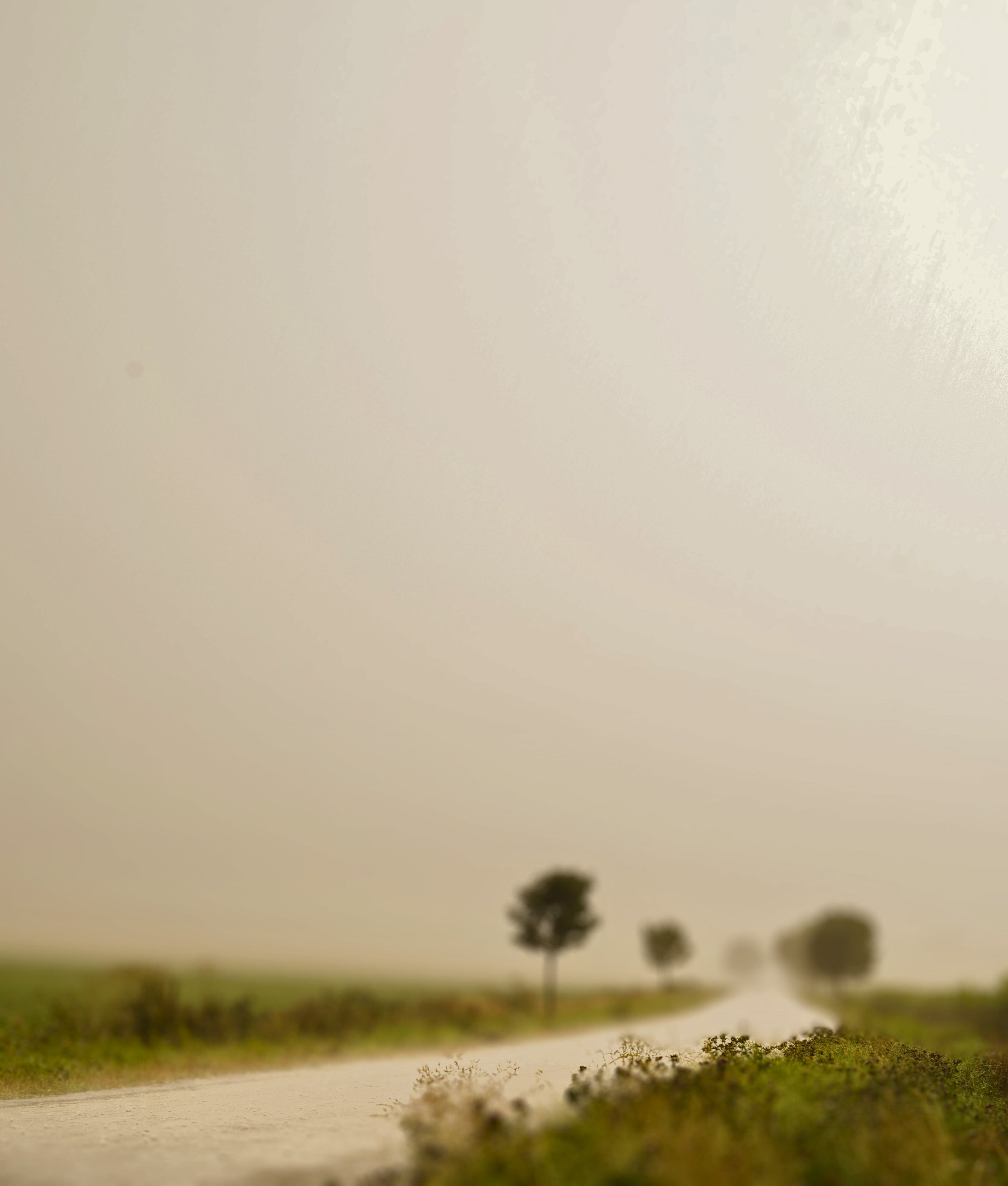 Rain, Landscape, Path, Trees, Dull, Gray